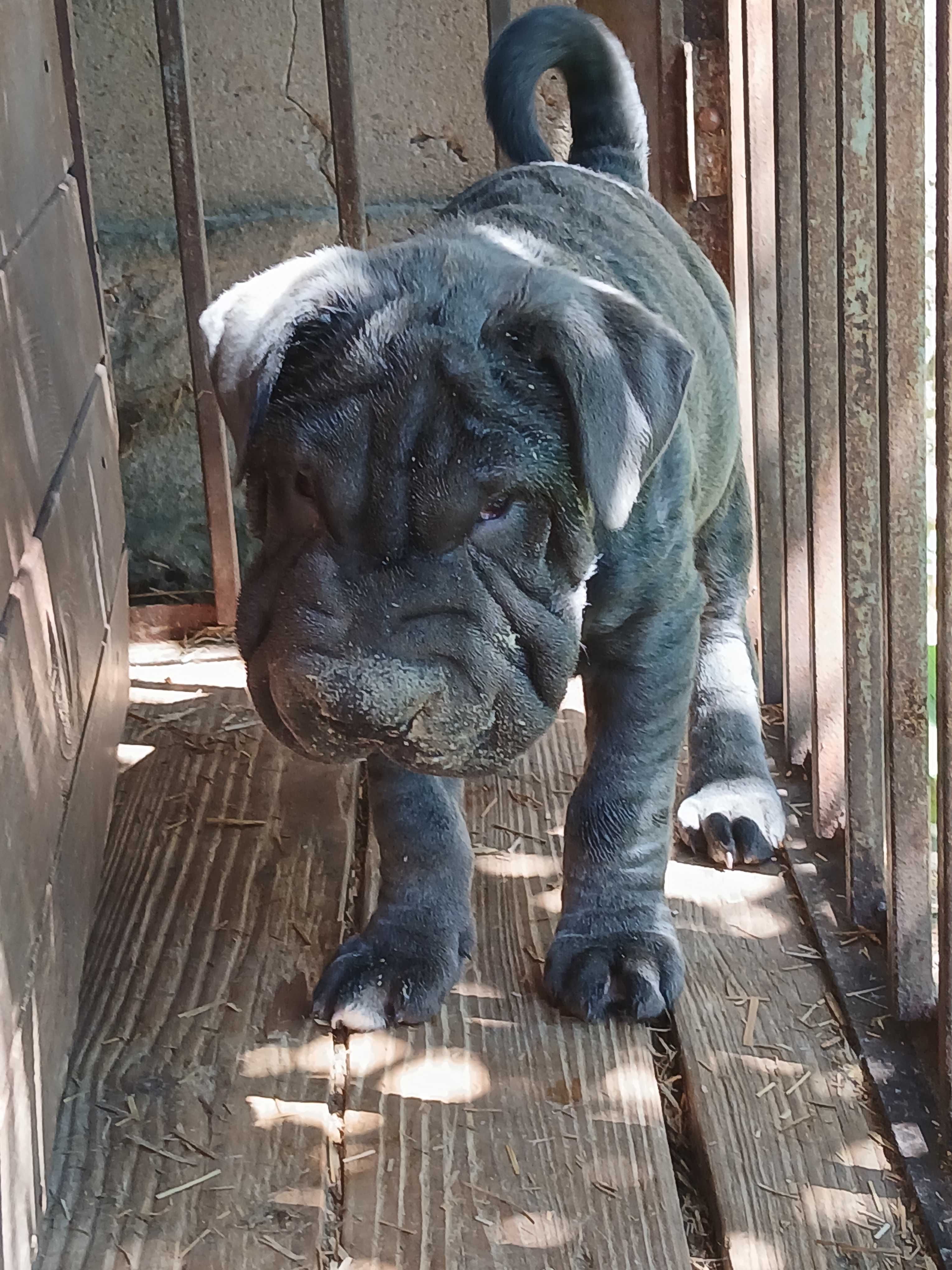Szczeniak Shar Pei blekitny , mix- samiec, 10 ty, oddam