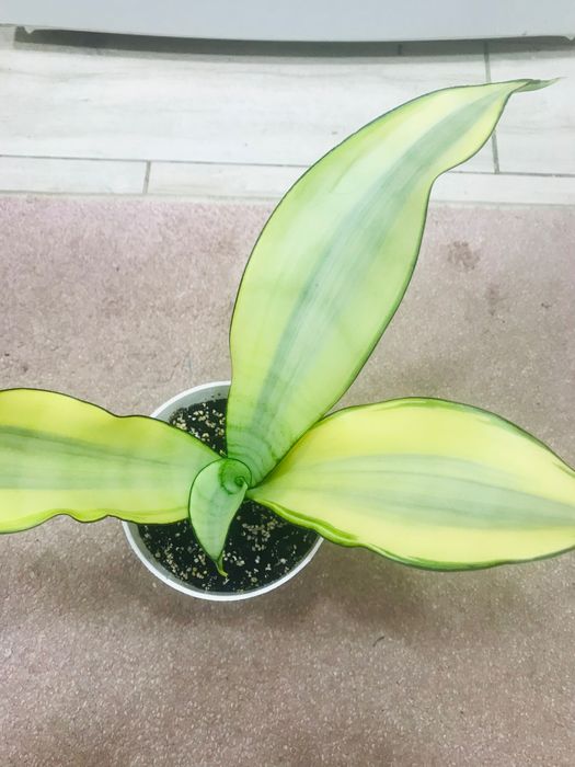 Сансевиерия Муншайн вариегатный