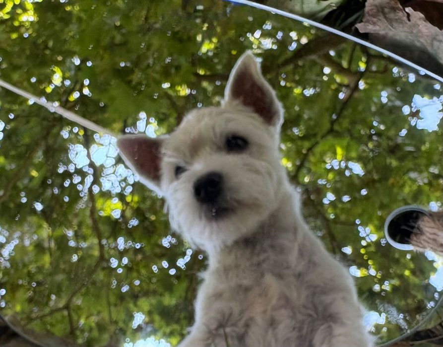 West Highland White Terrer ZKwP FCI