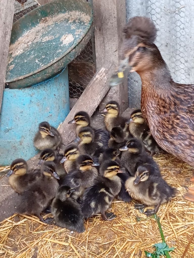 Patos Rouen (pode ou não ter polpa)