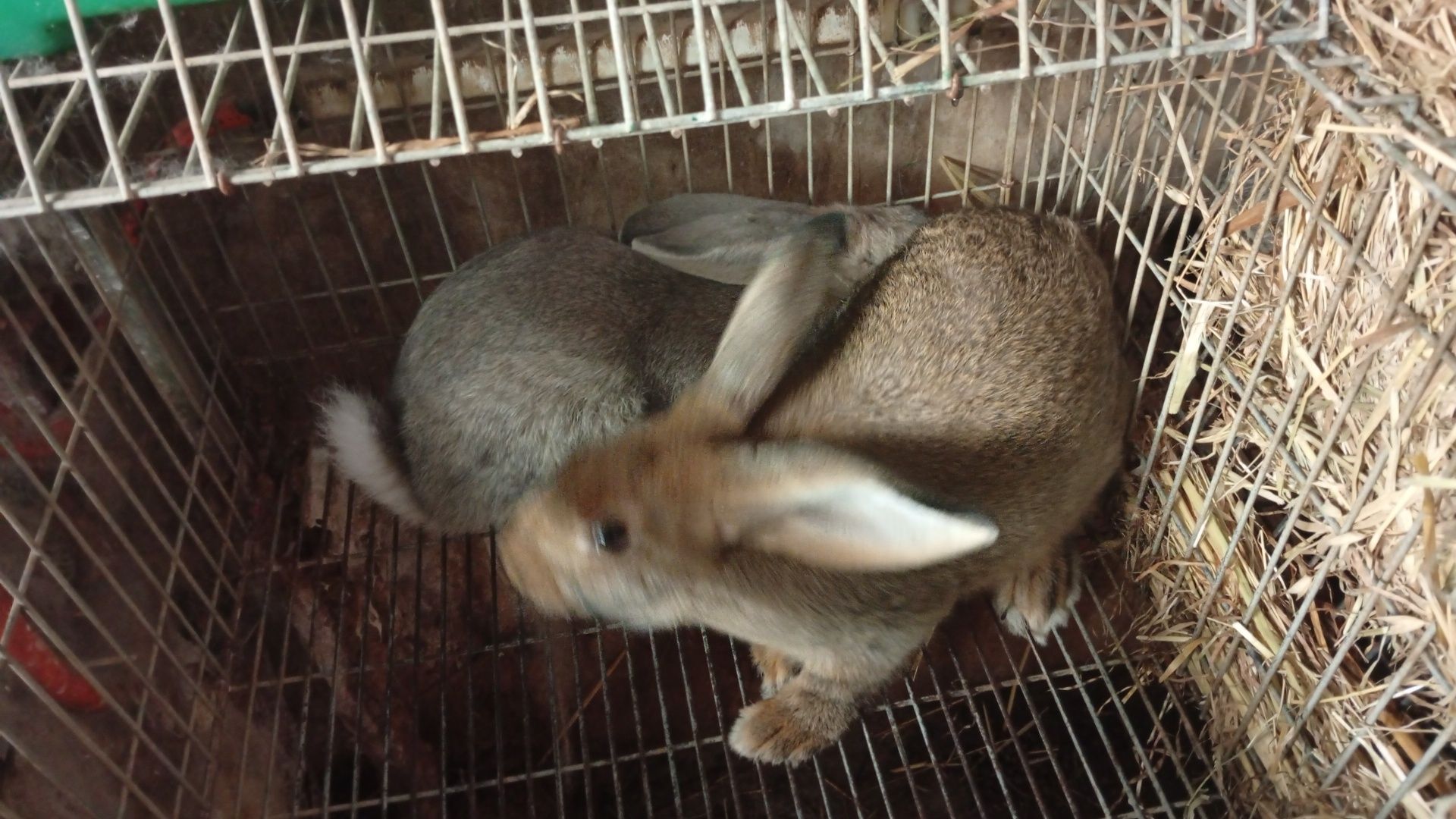 Coelhos caseiros