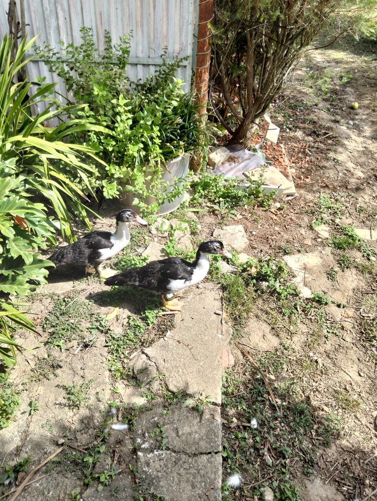 Vendo patos mudos apartir de 6€