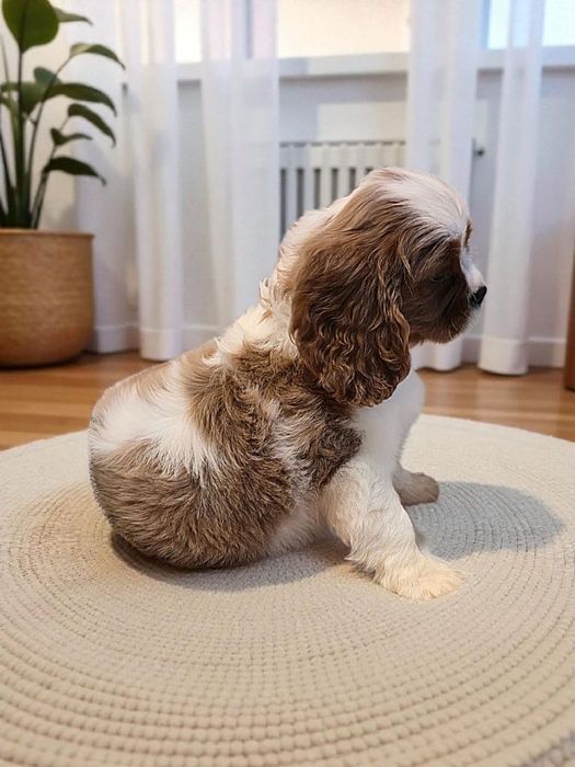 Cavalier King Charles Spaniel piesek