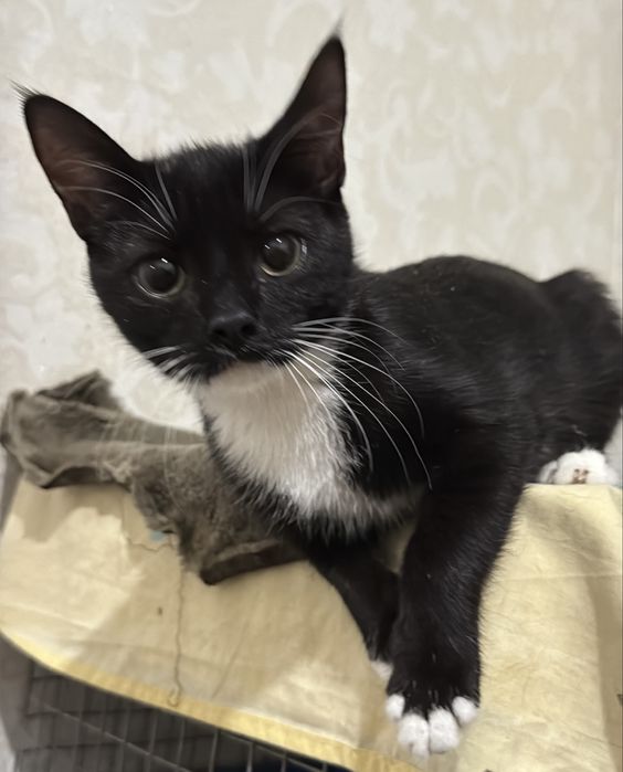 Кошеня кошечка в хороші руки