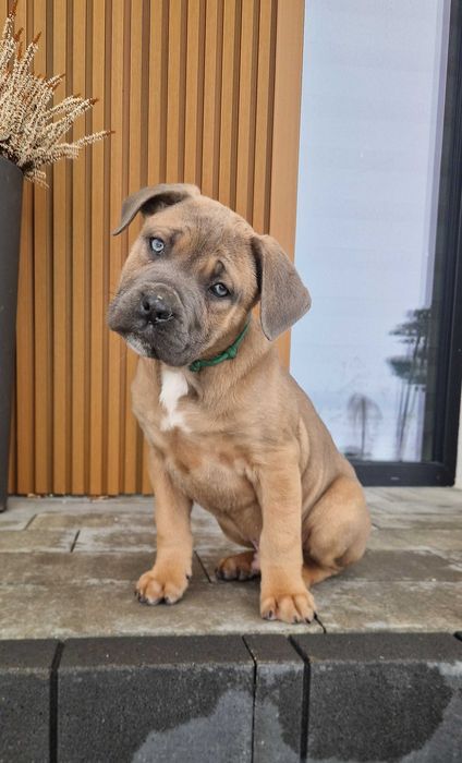 Cane corso piesek rodowod paszport ue