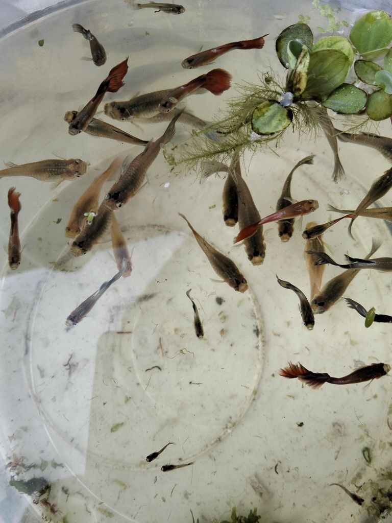 Alevins de guppys