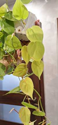 Philodendron Lemon Lime