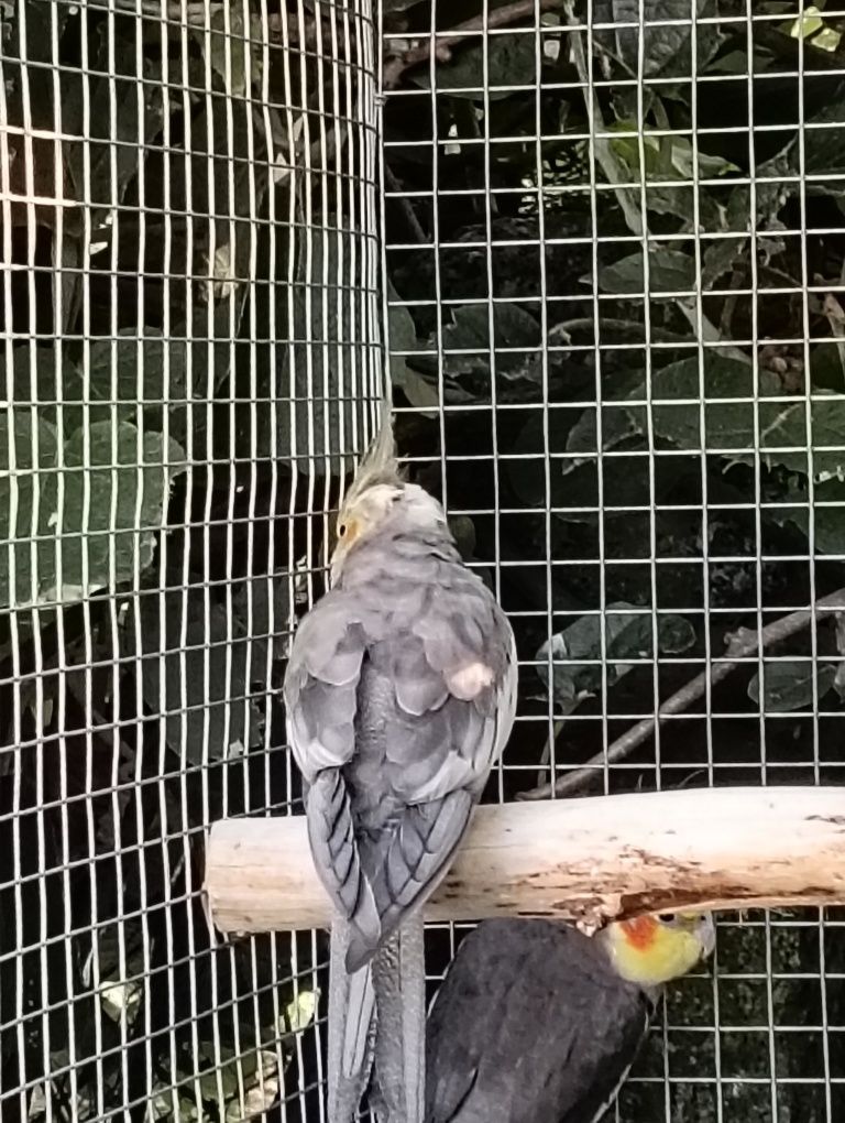 Várias aves de 2025
