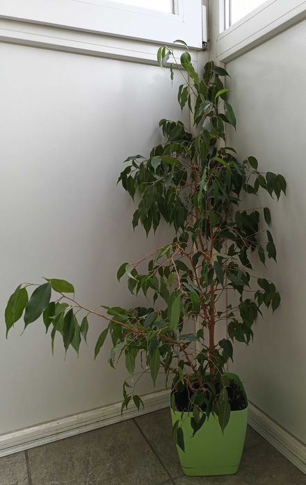 Фикус Бенджамина