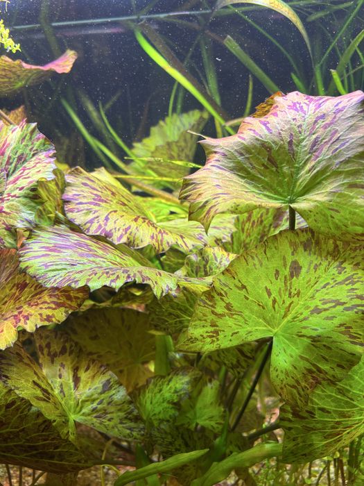 Nymphaea green tiger lotus - lotos zielony tygrysi