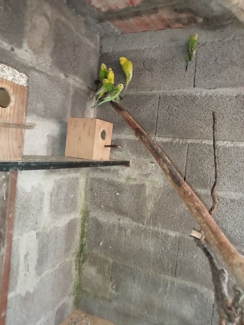 Periquitos australianos