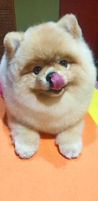 Груминг, стрижка декоративных пород собак