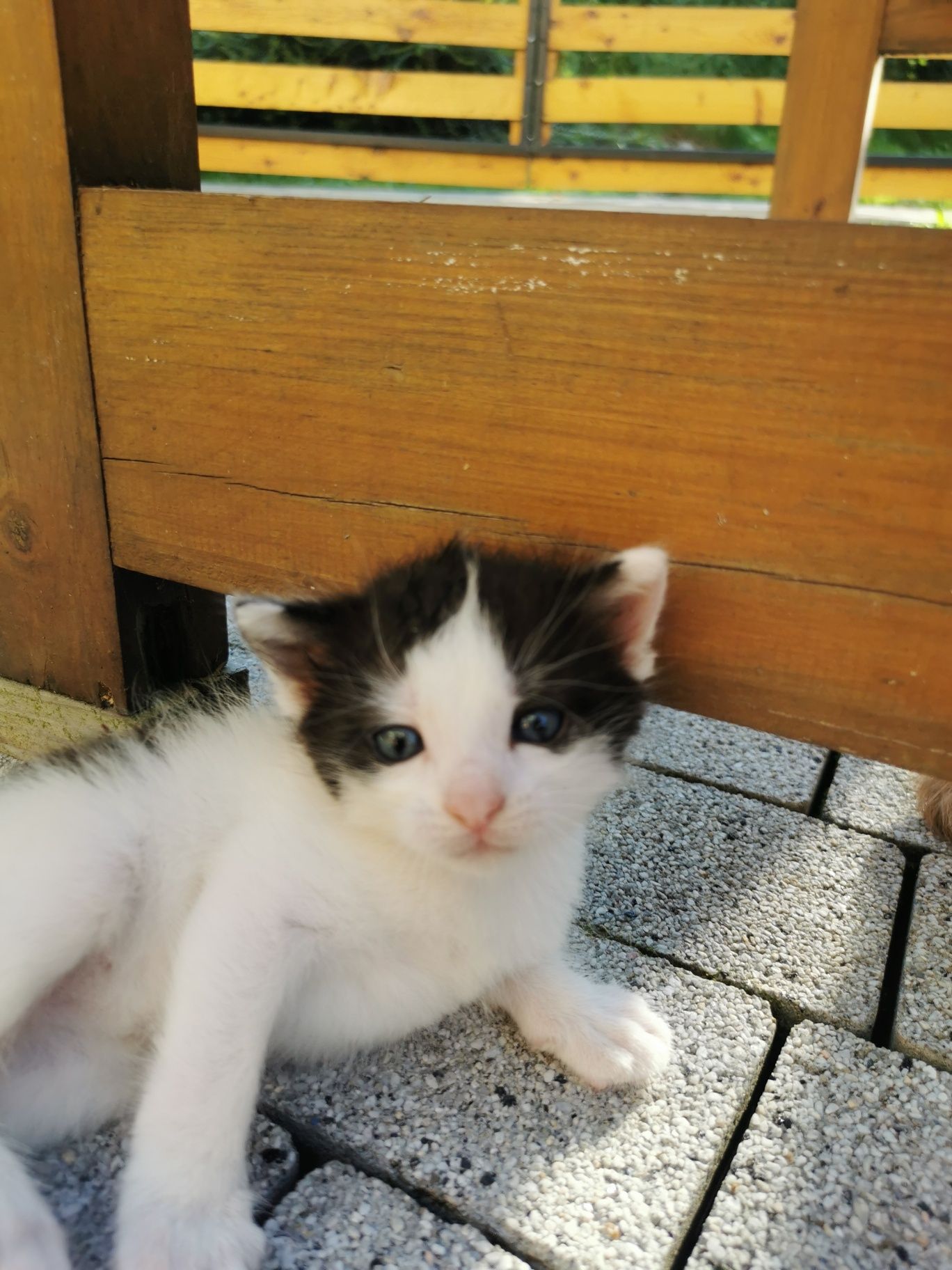 Kot kotek kocurek