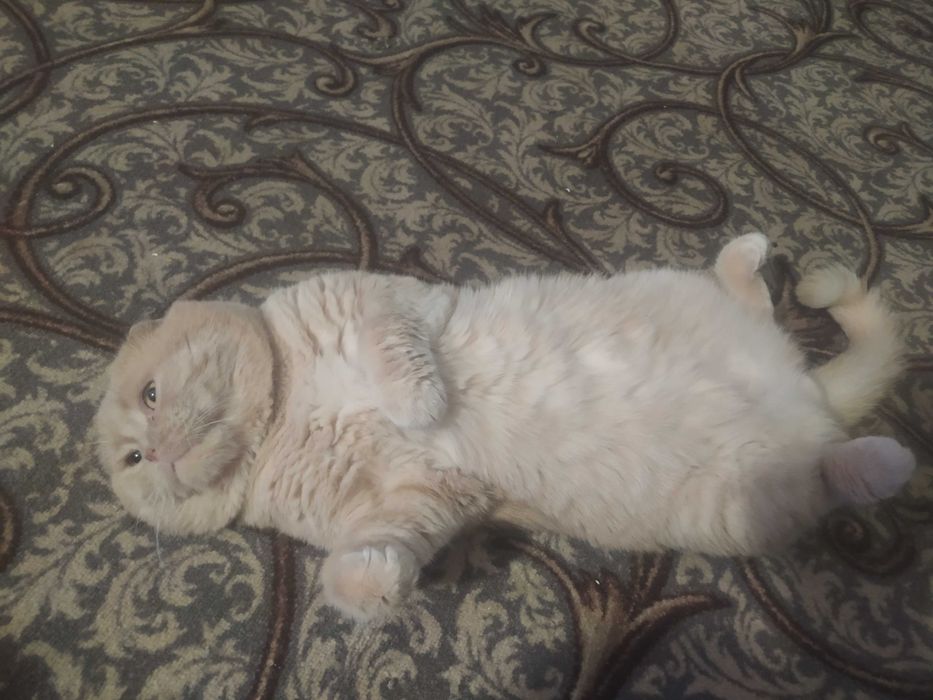 Гарний вислоухий  котик чекає дівчинку на в'язку