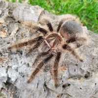 Тарантул адульт Brachypelma albopilosum Nicaragua.