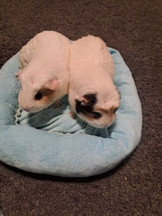 Sprzedam dwie samiczki świnek morskich z transporterem