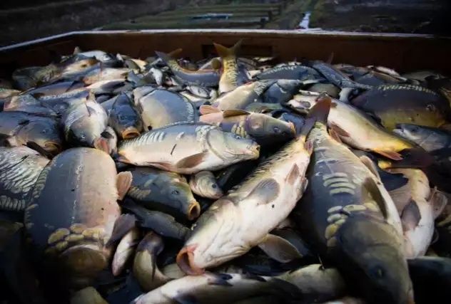 Karpie na wigilię / żywe ryby / karp amur sandacz szczupak jesiotr sum
