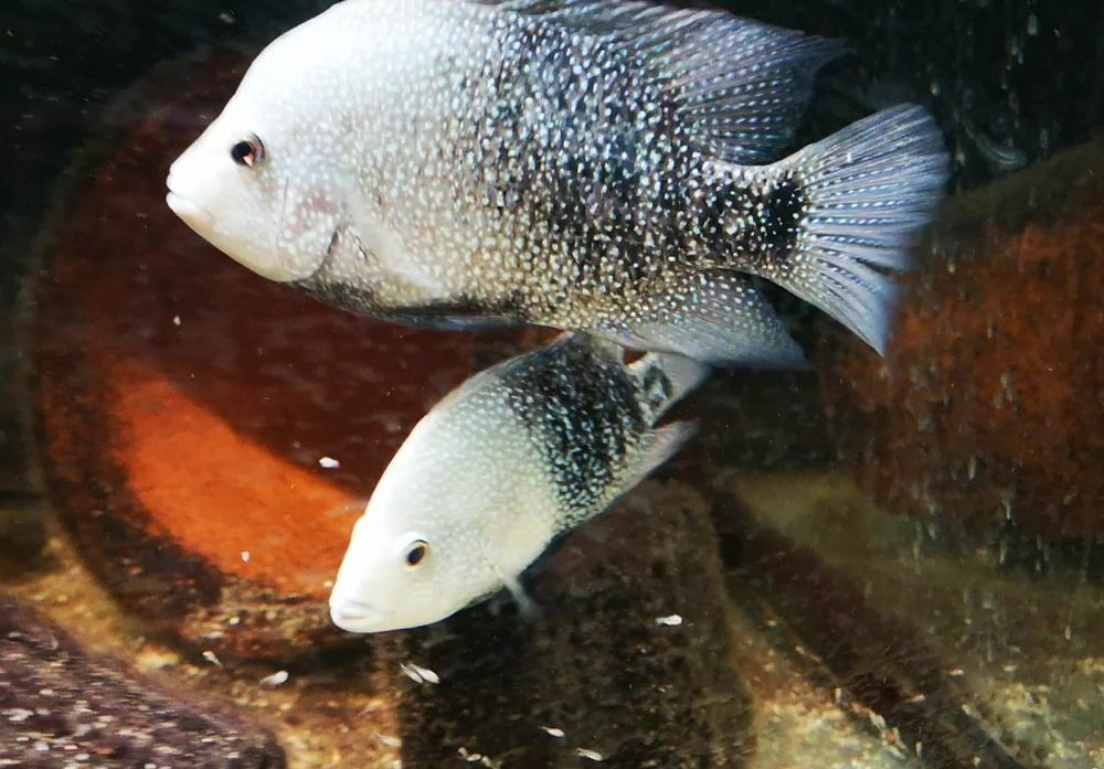 Pielęgnica Herichthys Cyanoguttatus