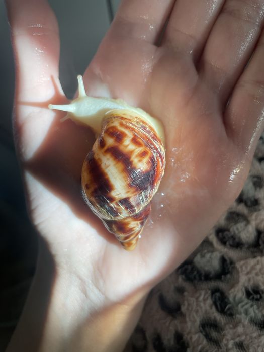 50 грн Ретикулята