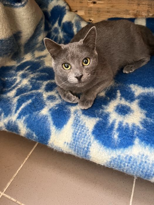 Кошечка стерилизована привита