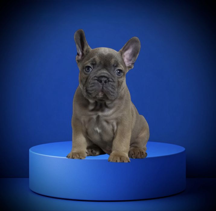 Щенята французькі бульдожки на будь який смак! Розплідник