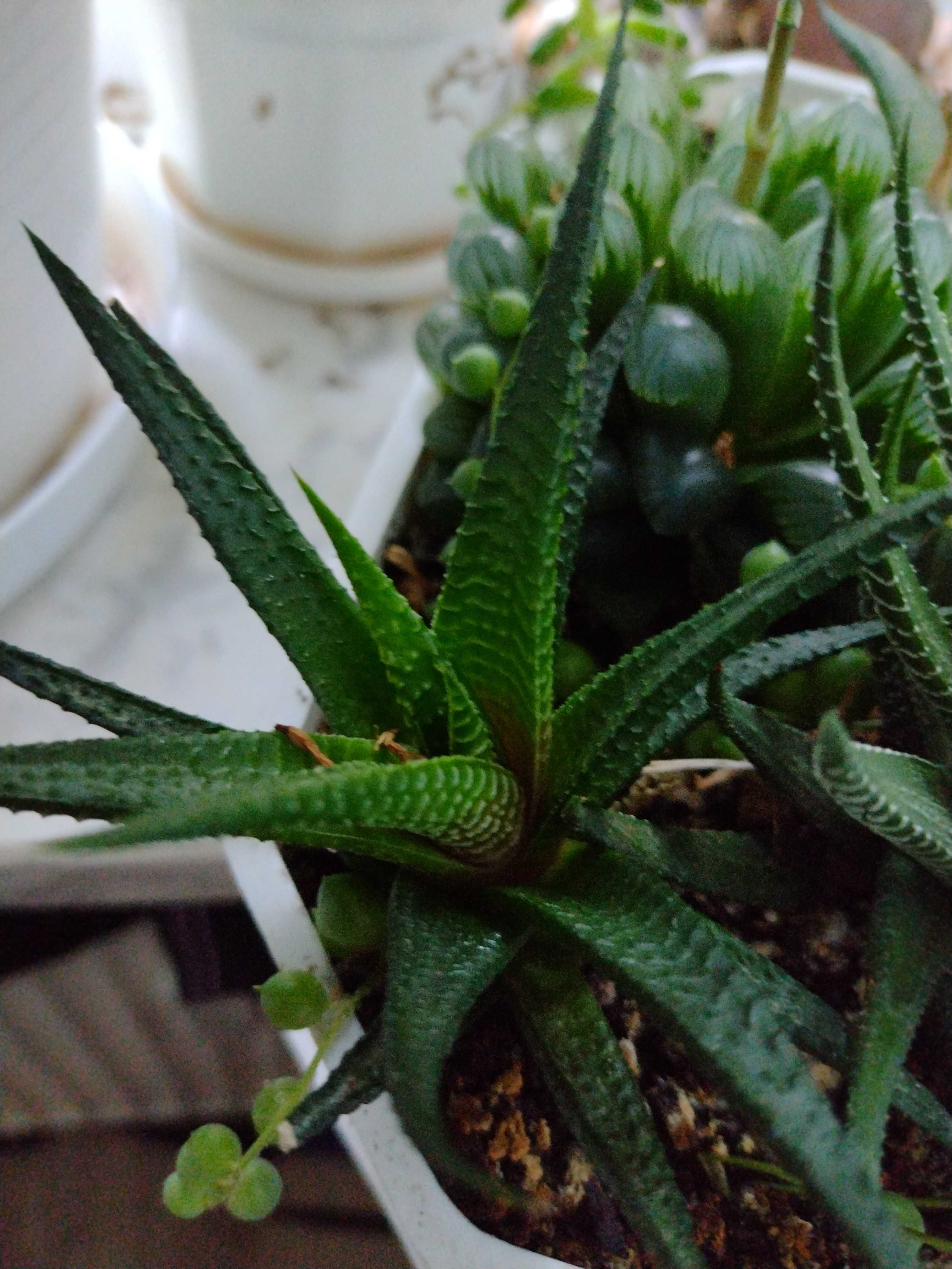 Sadzonki bluszcz epipremnum dracena