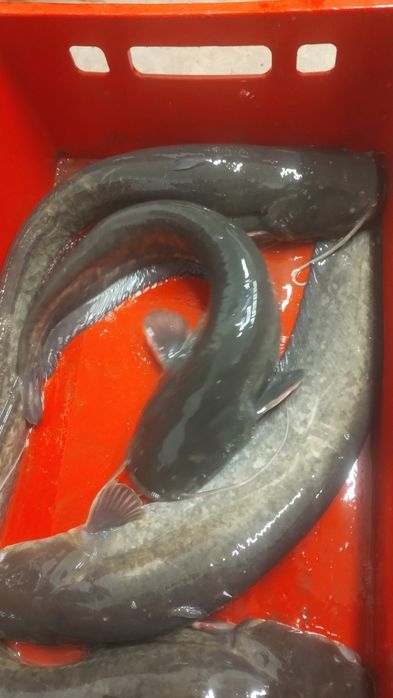 Sprzedam Sum handlowy