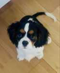 Do kochającego domu: szczeniak Cavalier King Charles Spaniel, PIĘKNY