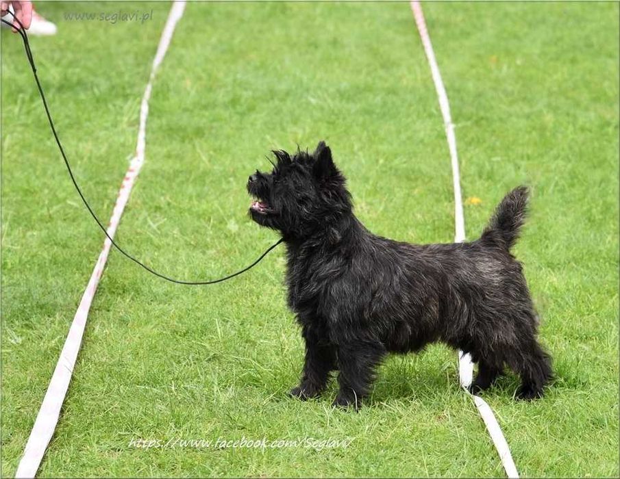 Cairn Terrier - rodowodowy (ZKwP/FCI) piesek po szwedzkim MULTICH