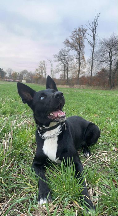 Do adopcji pies Husky-Labrador