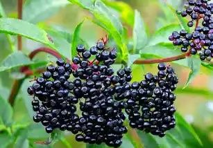 Dziki Bez na sprzedaz za ok. 2 miesiące