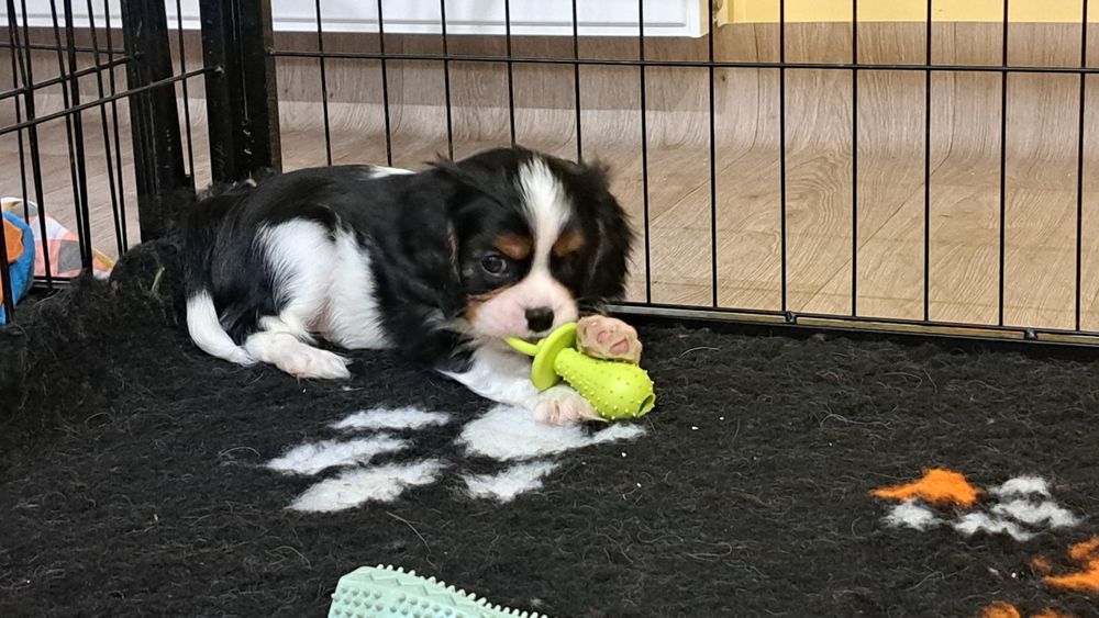 Dziewczynka tricolor Cavalier King Charles Spaniel fci