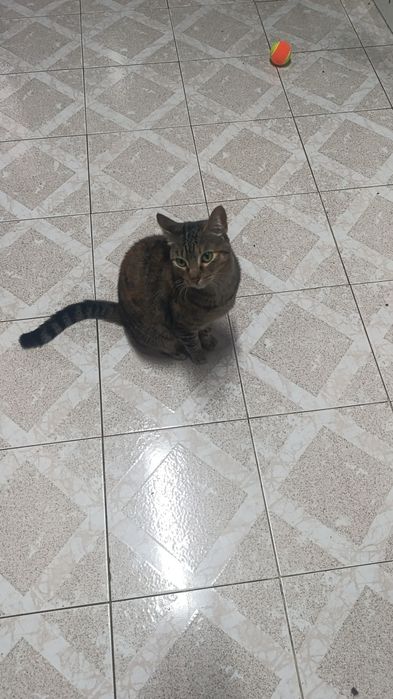 Adoção Responsável