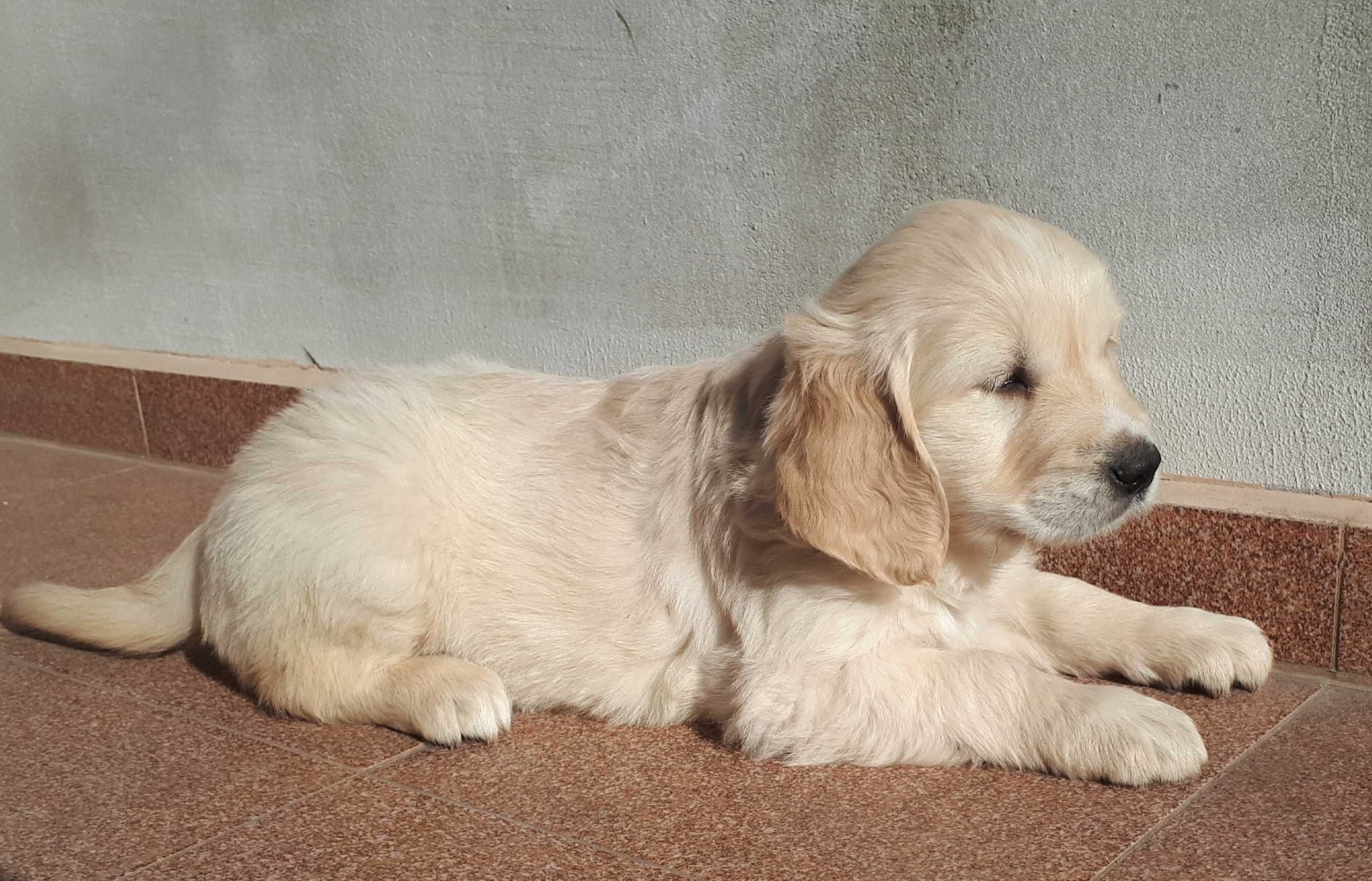 Golden Retriever