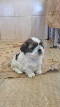 Shih-tzu macho bonito