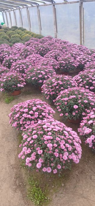 Chryzantemy drobnokwiatowe