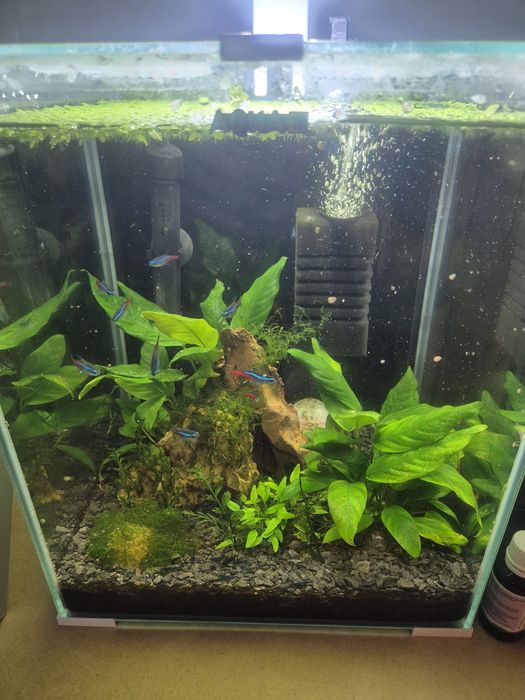 Akwarium aquael shrimp set 30 litrow