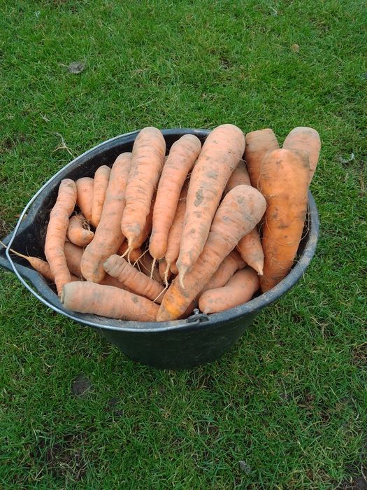 Marchewka ekologiczna