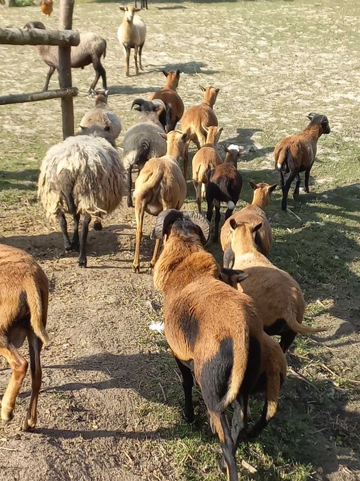 Sprzedam Owce Kameruniskie