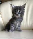 Kotka maine coon