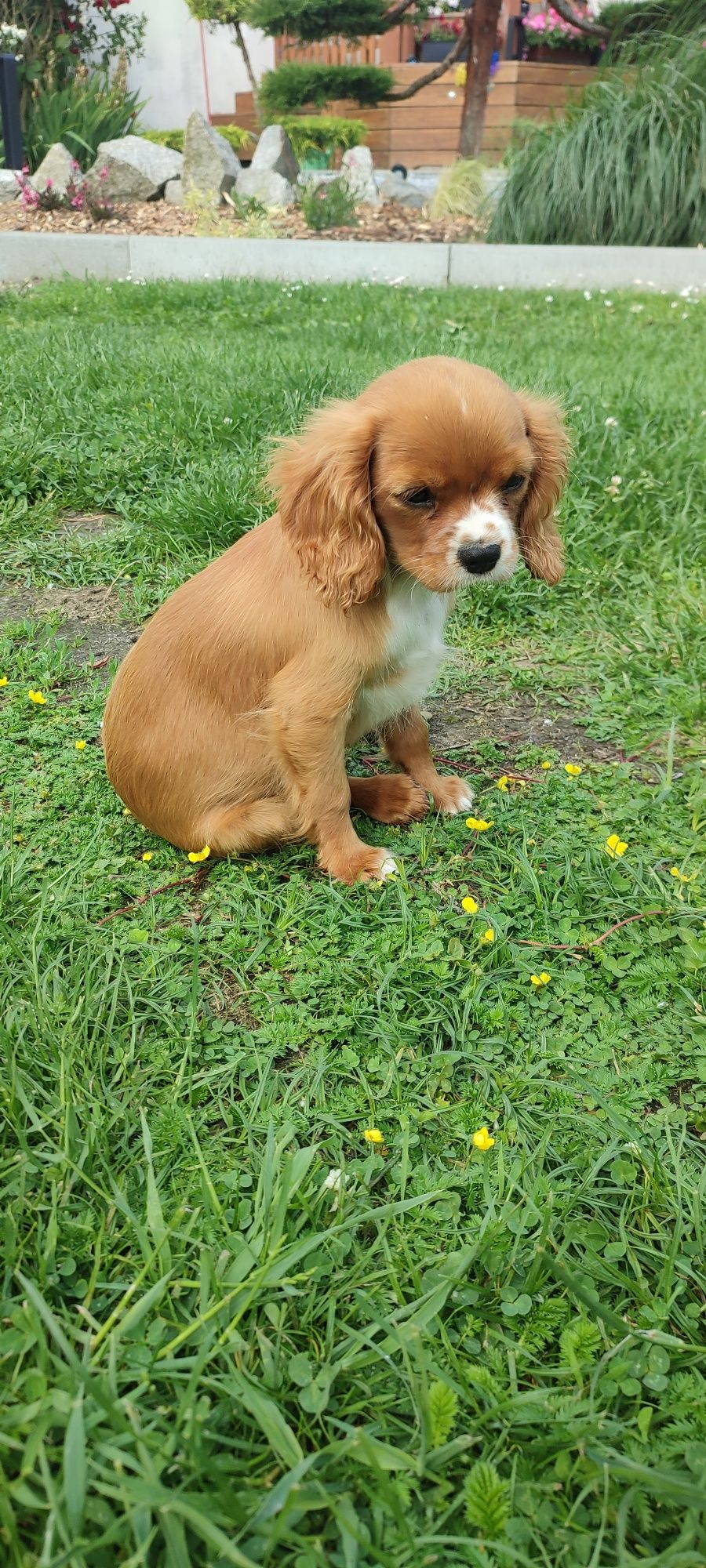 Cavalier King Charles Spaniel