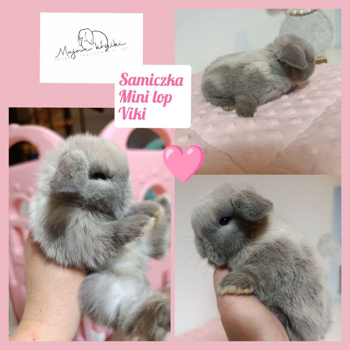 Królik króliczek mini lop hodowla zarejestrowana Top