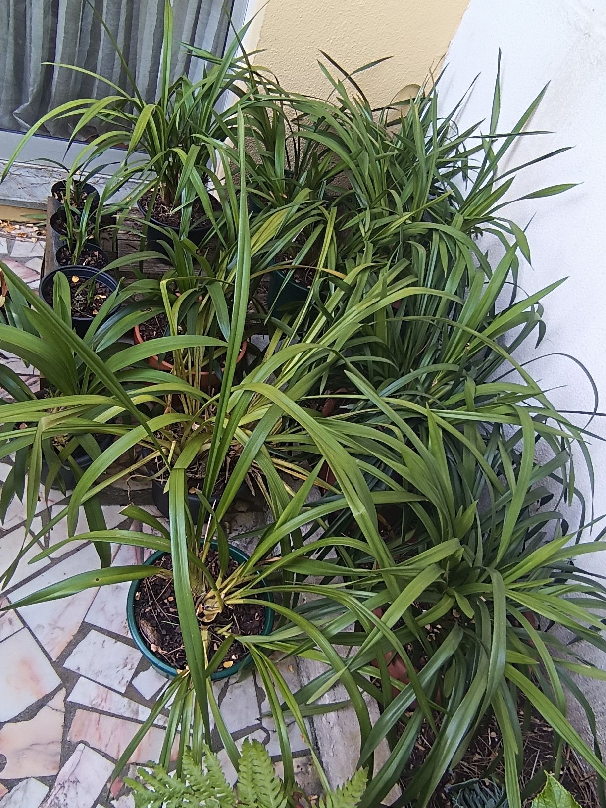 varias plantas e bolbos