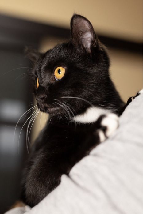 Кіт Кот Кошеня Котенок Безкоштовно