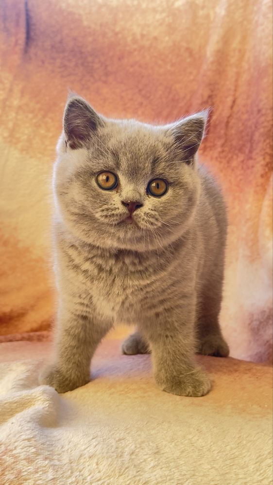 Kocieta brytyjskie