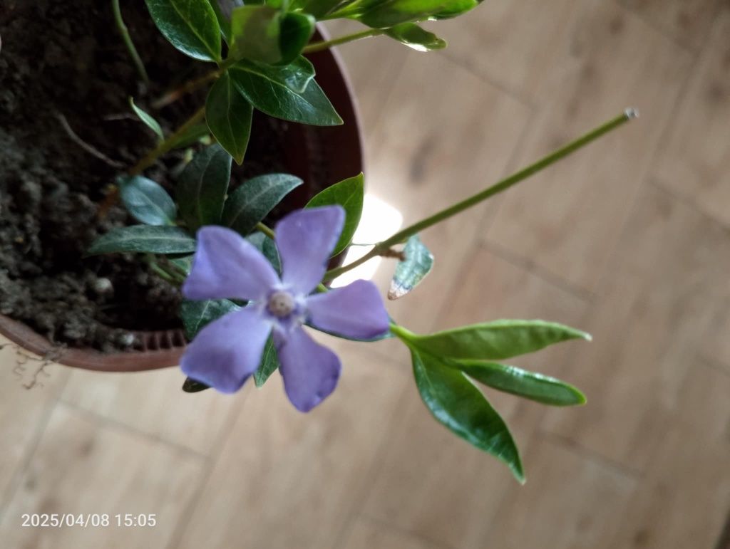 Barwinek pospolity vinca minor