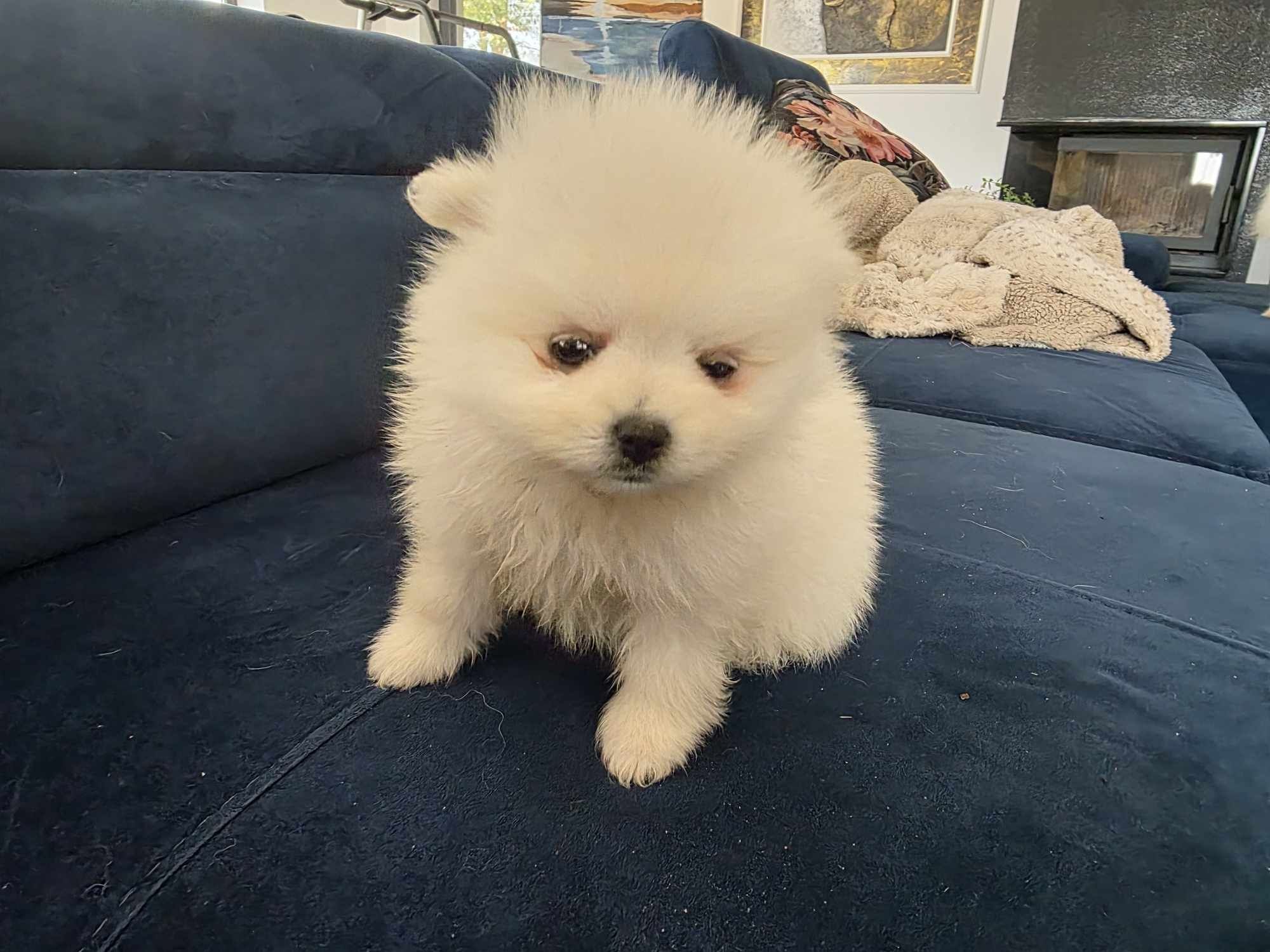 Szpic miniaturowy, pomeranian (biały)