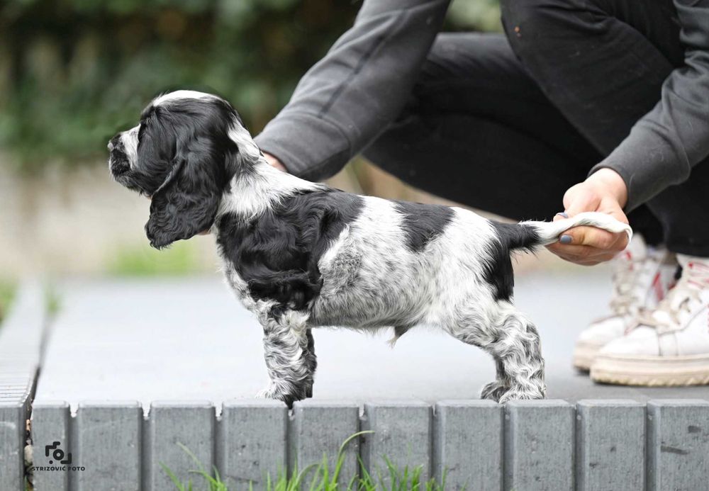 Cocker Spaniel Angielski piesek ZKwP