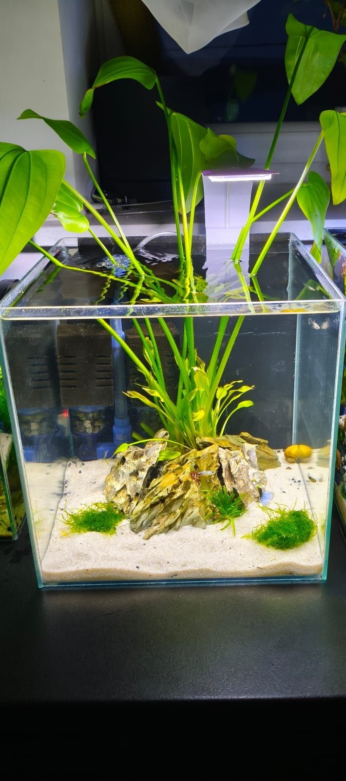 Akwarium kostka 30L zestaw