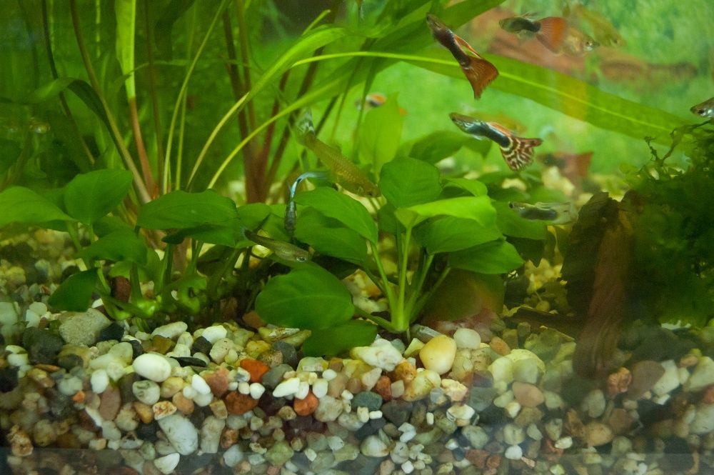 Anubias niski nana KIELCE